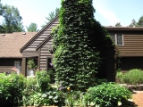 Back view